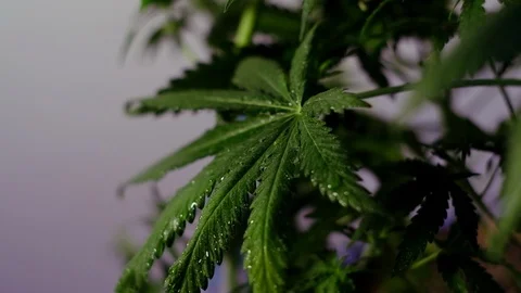 Blooming female marijuana sprout develops in the wind against a ballroom backgro 動画素材 120431945