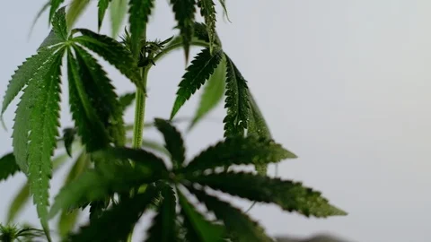 Blooming female marijuana sprout develops in the wind against a ballroom backgro Vídeos de archivo 120432614