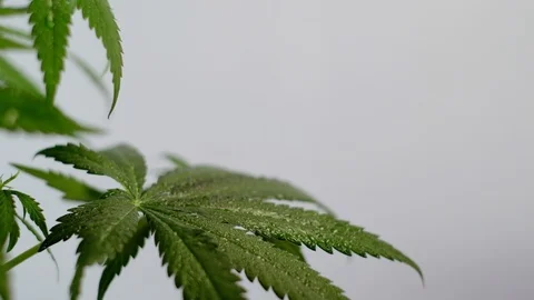 Blooming female marijuana sprout develops in the wind against a ballroom backgro Stock Footage 120433740