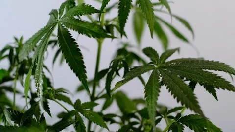 Blooming female marijuana sprout develops in the wind against a ballroom backgro 스톡 동영상 120434427