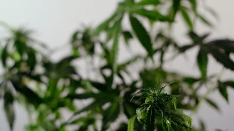 Blooming female marijuana sprout develops in the wind against a ballroom backgro 스톡 동영상 120435090