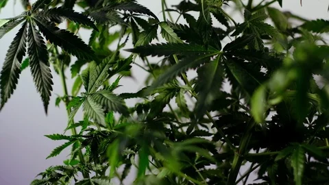 Blooming female marijuana sprout develops in the wind against a ballroom backgro 스톡 동영상 120435879