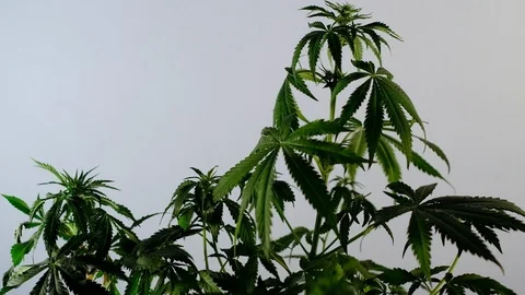 Blooming female marijuana sprout develops in the wind against a ballroom backgro Stock Footage 120436309