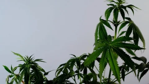 Blooming female marijuana sprout develops in the wind against a ballroom backgro Vídeo Stock 120437233