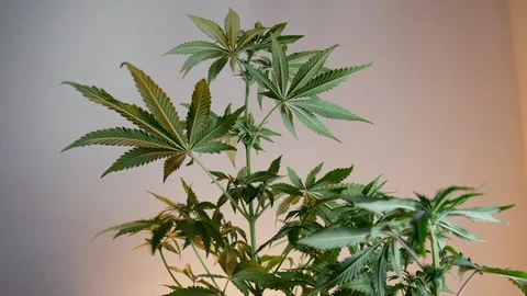 Blooming female marijuana sprout develops in the wind against a ballroom backgro Stock Footage 120521665