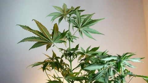 Blooming female marijuana sprout develops in the wind against a ballroom backgro 스톡 동영상 120522420