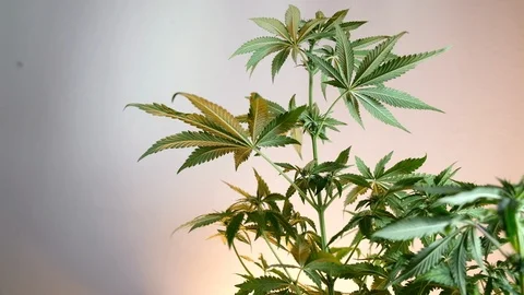 Blooming female marijuana sprout develops in the wind against a ballroom backgro 스톡 동영상 120523928