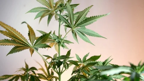 Blooming female marijuana sprout develops in the wind against a ballroom backgro Video stock 120525633
