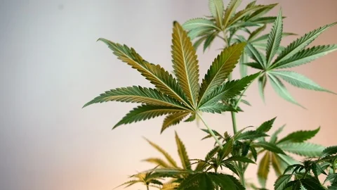 Blooming female marijuana sprout develops in the wind against a ballroom backgro Stock-Footage 120527031