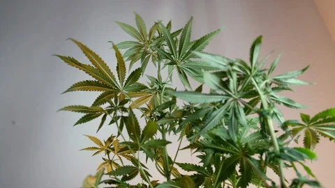 Blooming female marijuana sprout develops in the wind against a ballroom backgro Stockbeeldmateriaal 120527863
