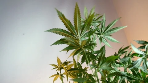 Blooming female marijuana sprout develops in the wind against a ballroom backgro 動画素材 120528618