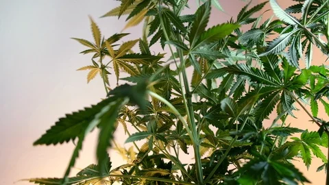 Blooming female marijuana sprout develops in the wind against a ballroom backgro Vídeo Stock 120529429
