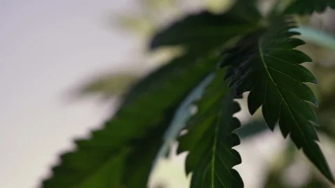 Blooming female marijuana sprout develops in the wind against a ballroom backgro Stock Footage 120530086