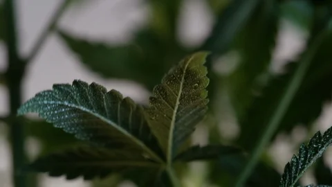Blooming female marijuana sprout develops in the wind against a ballroom backgro 動画素材 120530844