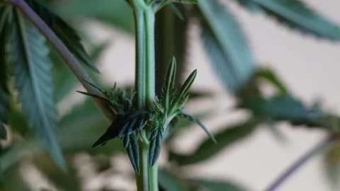 Blooming female marijuana sprout develops in the wind against a ballroom backgro 스톡 동영상 120531806