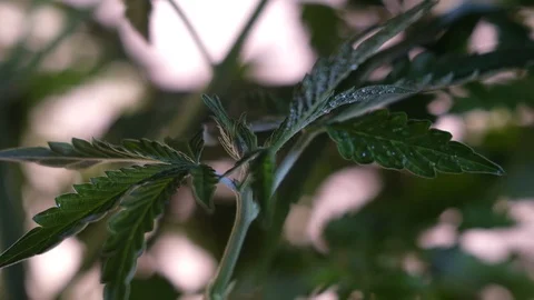 Blooming female marijuana sprout develops in the wind against a ballroom backgro Видео 120532693