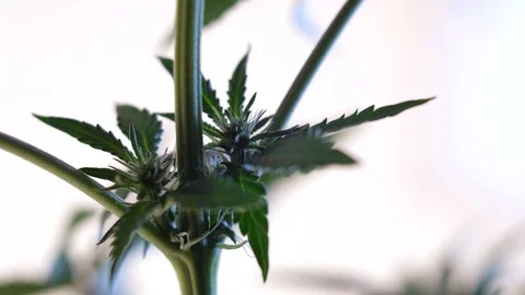 Blooming female marijuana sprout develops in the wind against a ballroom backgro Stock-Footage 120533715