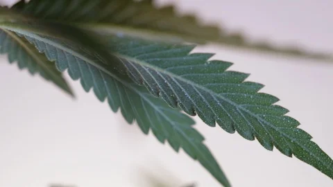 Blooming female marijuana sprout develops in the wind against a ballroom backgro Stock Footage 120534647
