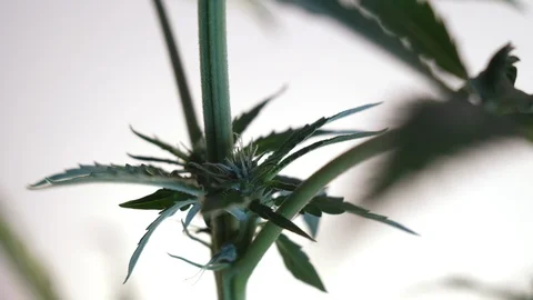 Blooming female marijuana sprout develops in the wind against a ballroom backgro Stock Footage 120535552