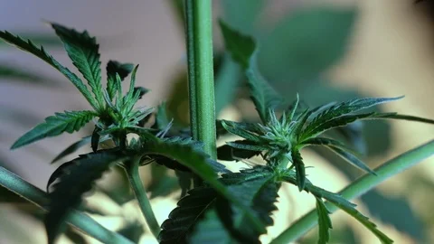Blooming female marijuana sprout develops in the wind against a ballroom backgro Vídeos de archivo 120536344