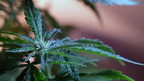 Blooming female marijuana sprout develops in the wind against a ballroom backgro Stockbeeldmateriaal 120537151