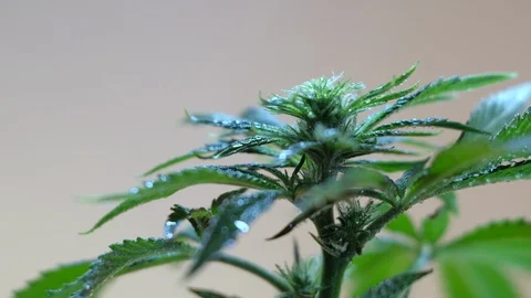 Blooming female marijuana sprout develops in the wind against a ballroom backgro 스톡 동영상 120537835