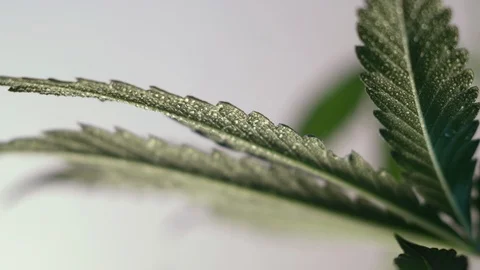 Blooming female marijuana sprout develops in the wind against a ballroom backgro Stock Footage 120538391