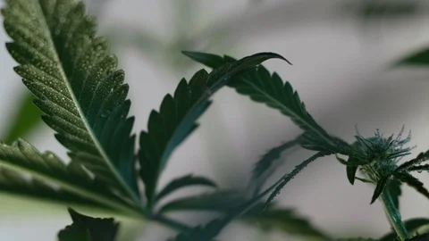 Blooming female marijuana sprout develops in the wind against a ballroom backgro Video stock 120539267