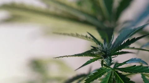 Blooming female marijuana sprout develops in the wind against a ballroom backgro Stock Footage 120539927