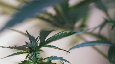 Blooming female marijuana sprout develops in the wind against a ballroom backgro Stock-Footage 120540306