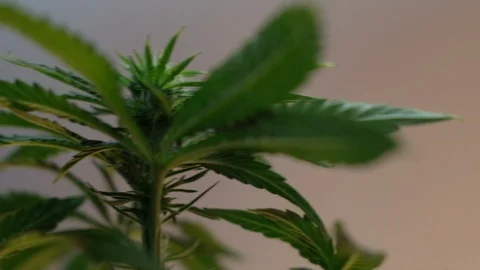 Blooming female marijuana sprout develops in the wind against a ballroom backgro Stock-Footage 120540660
