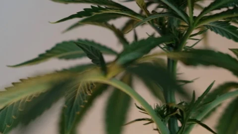 Blooming female marijuana sprout develops in the wind against a ballroom backgro Stock-Footage 120540981