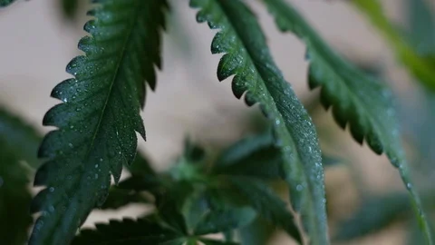 Blooming female marijuana sprout develops in the wind against a ballroom backgro 動画素材 120541189