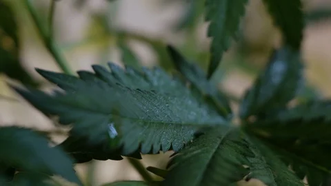 Blooming female marijuana sprout develops in the wind against a ballroom backgro 動画素材 120541493