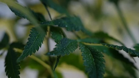Blooming female marijuana sprout develops in the wind against a ballroom backgro 스톡 동영상 120542032