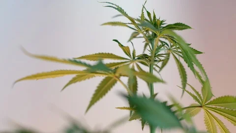 Blooming female marijuana sprout develops in the wind against a ballroom backgro Stockbeeldmateriaal 120543761
