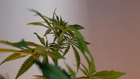 Blooming female marijuana sprout develops in the wind against a ballroom backgro Stock Footage 120544002