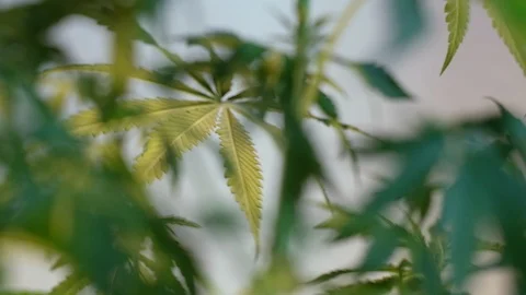 Blooming female marijuana sprout develops in the wind against a ballroom backgro Видео 120544144