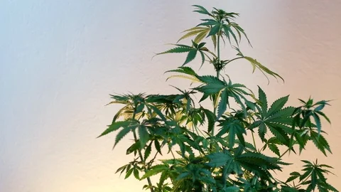 Blooming female marijuana sprout develops in the wind against a ballroom backgro 스톡 동영상 120544485