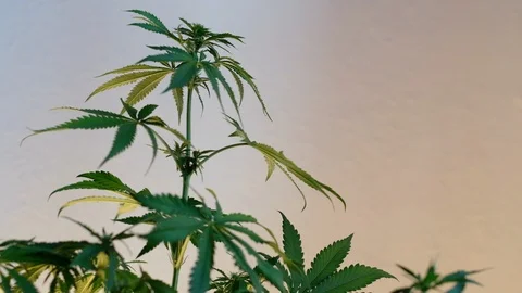 Blooming female marijuana sprout develops in the wind against a ballroom backgro Stock Footage 120544754