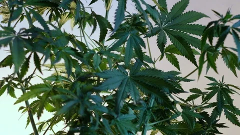 Blooming female marijuana sprout develops in the wind against a ballroom backgro Видео 120544844
