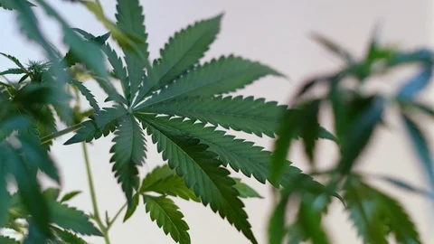 Blooming female marijuana sprout develops in the wind against a ballroom backgro 動画素材 120545118