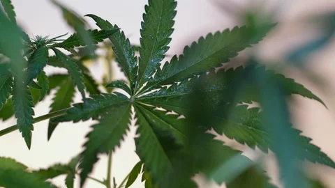 Blooming female marijuana sprout develops in the wind against a ballroom backgro 스톡 동영상 120545504