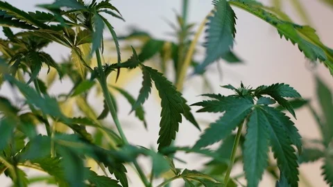 Blooming female marijuana sprout develops in the wind against a ballroom backgro Видео 120545622