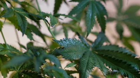 Blooming female marijuana sprout develops in the wind against a ballroom backgro 스톡 동영상 120545802