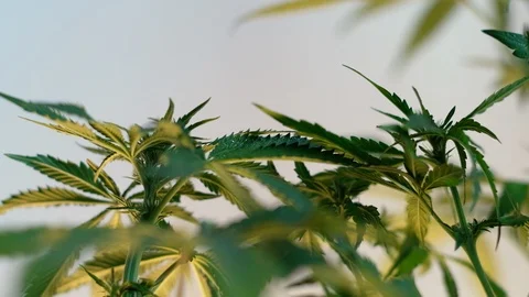 Blooming female marijuana sprout develops in the wind against a light coloured b Stockbeeldmateriaal 120545957