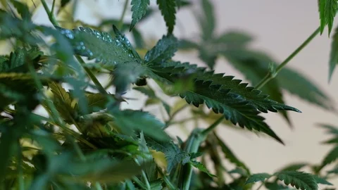 Blooming female marijuana sprout develops in the wind against a light coloured b Stock-Footage 120546221