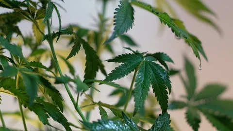 Blooming female marijuana sprout develops in the wind against a light coloured b Stock Footage 120546600