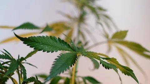 Blooming female marijuana sprout develops in the wind against a light coloured b Stock Footage 120546952