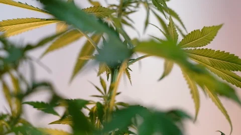Blooming female marijuana sprout develops in the wind against a light coloured b Stockbeeldmateriaal 120547260